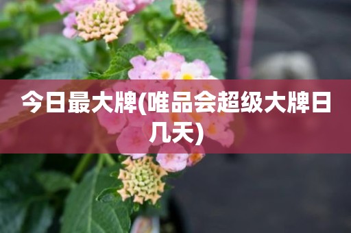 今日最大牌(唯品会超级大牌日几天)