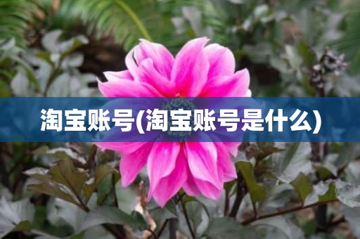 淘宝账号(淘宝账号是什么)