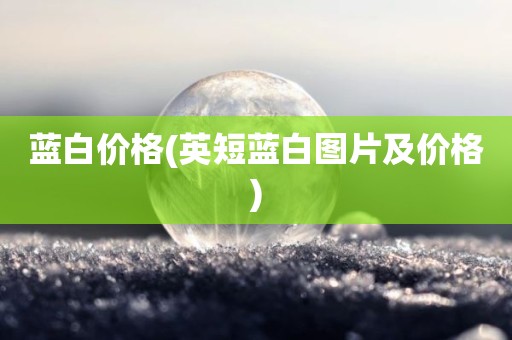 蓝白价格(英短蓝白图片及价格)