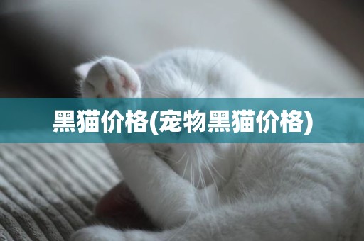 黑猫价格(宠物黑猫价格)