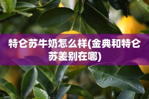 特仑苏牛奶怎么样(金典和特仑苏差别在哪)