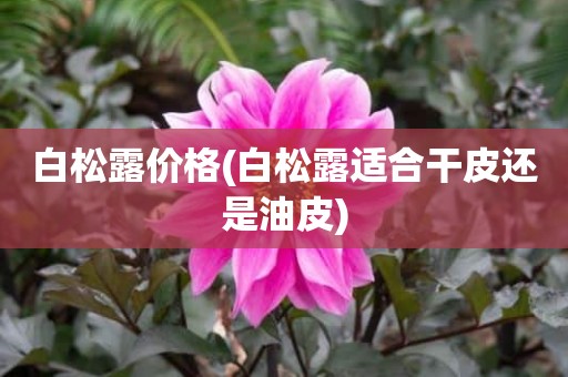 白松露价格(白松露适合干皮还是油皮)