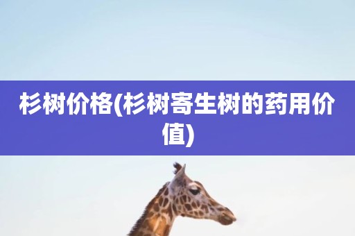 杉树价格(杉树寄生树的药用价值)