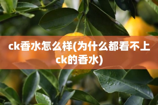ck香水怎么样(为什么都看不上ck的香水)