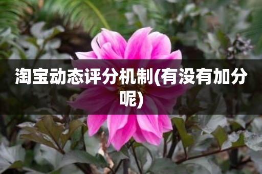 淘宝动态评分机制(有没有加分呢)