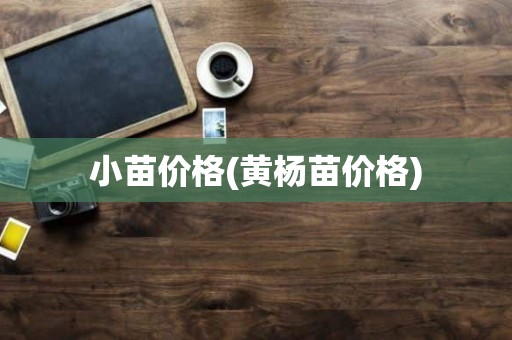小苗价格(黄杨苗价格)