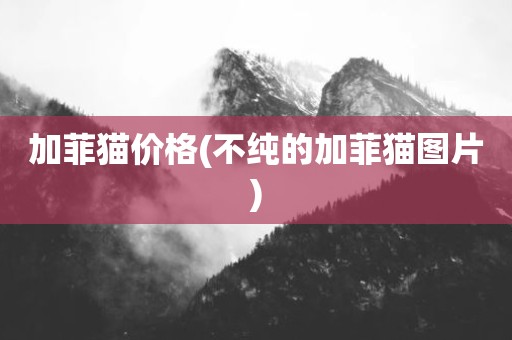 加菲猫价格(不纯的加菲猫图片)
