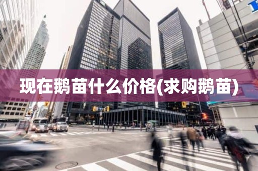 现在鹅苗什么价格(求购鹅苗)