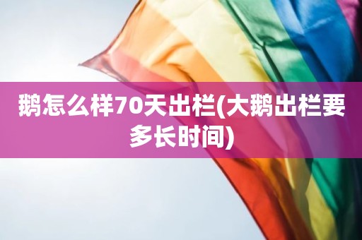 鹅怎么样70天出栏(大鹅出栏要多长时间)
