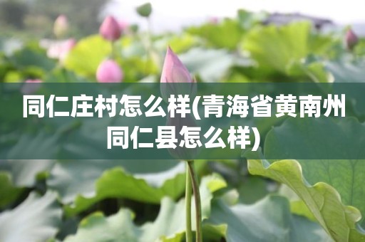 同仁庄村怎么样(青海省黄南州同仁县怎么样)