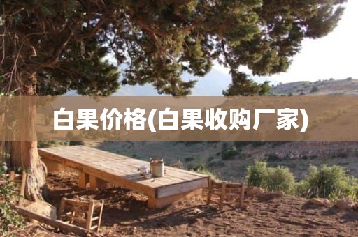 白果价格(白果收购厂家)