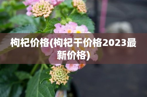 枸杞价格(枸杞干价格2023最新价格)