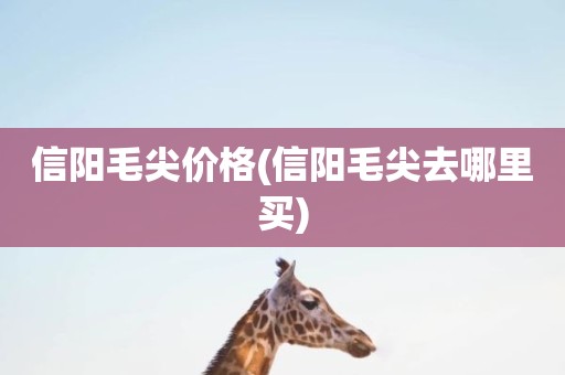 信阳毛尖价格(信阳毛尖去哪里买)