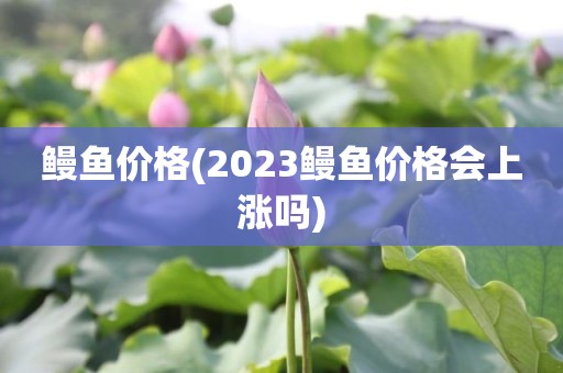 鳗鱼价格(2023鳗鱼价格会上涨吗)