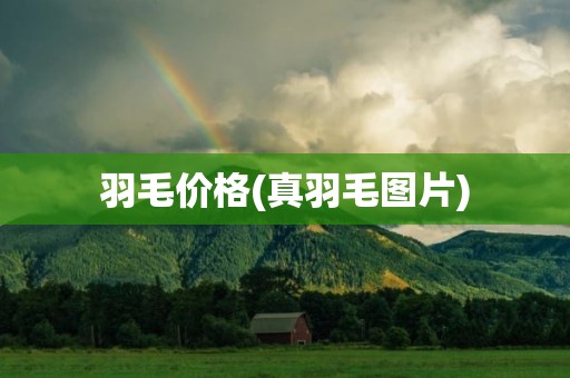 羽毛价格(真羽毛图片)