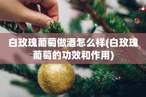 白玫瑰葡萄做酒怎么样(白玫瑰葡萄的功效和作用)