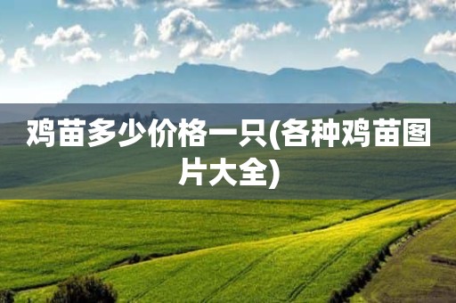 鸡苗多少价格一只(各种鸡苗图片大全)