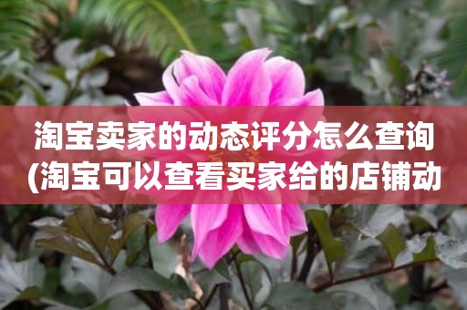 淘宝卖家的动态评分怎么查询(淘宝可以查看买家给的店铺动态评分吗)
