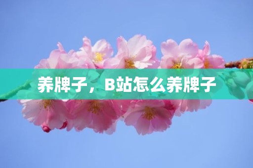 养牌子，B站怎么养牌子