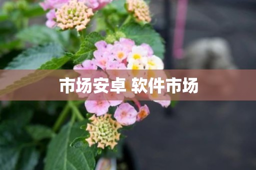 市场安卓 软件市场